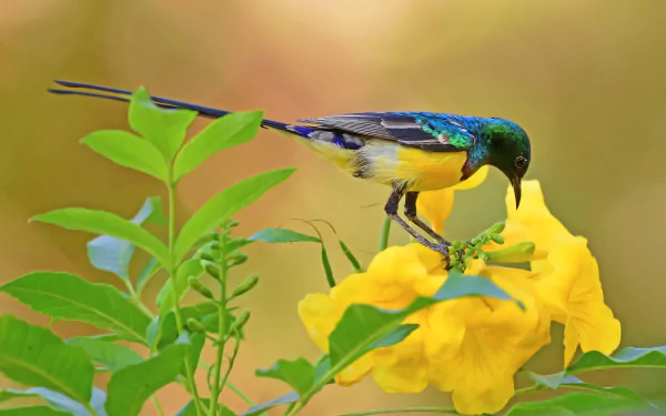 Iridescent sunbird (passerine) feeding from a bright yellow flower — vivid animal close-up captured as a 4K Ultra HD PC desktop wallpaper.