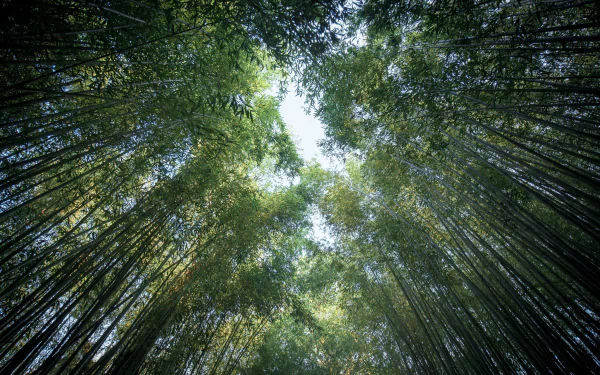 greenery nature bamboo HD Desktop Wallpaper | Background Image