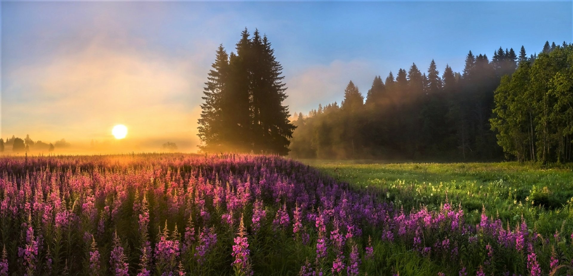 A beautiful HD wallpaper featuring a vibrant field of purple flowers under a foggy sunset, framed by tall trees and nature's serene landscape.
