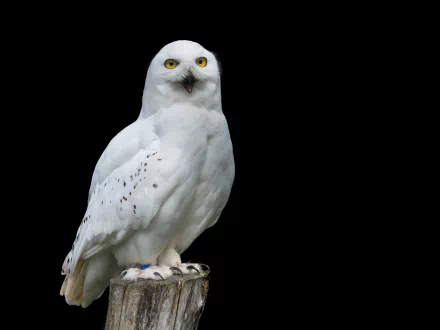 HD desktop wallpaper featuring a close-up portrait of a snowy owl perched on a tree stump against a black background.