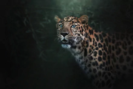 Animal jaguar HD Desktop Wallpaper | Background Image