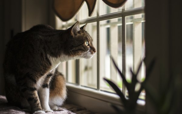 Animal Cat Cats Window Stare HD Wallpaper | Background Image