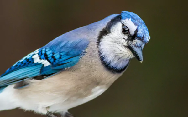 Close-up of a blue jay bird with vivid blue and gray plumage, animal portrait rendered in 4K Ultra HD — PC desktop wallpaper/background.