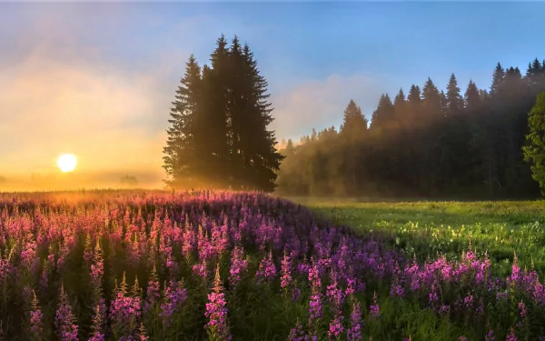A beautiful HD wallpaper featuring a vibrant field of purple flowers under a foggy sunset, framed by tall trees and nature's serene landscape.
