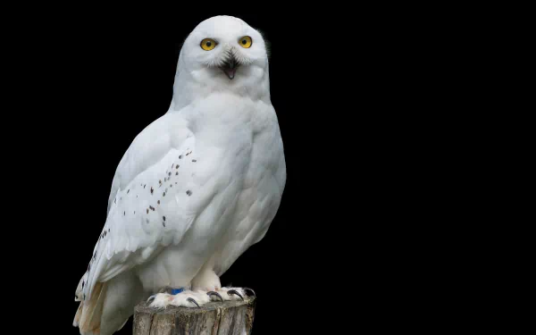 HD desktop wallpaper featuring a close-up portrait of a snowy owl perched on a tree stump against a black background.
