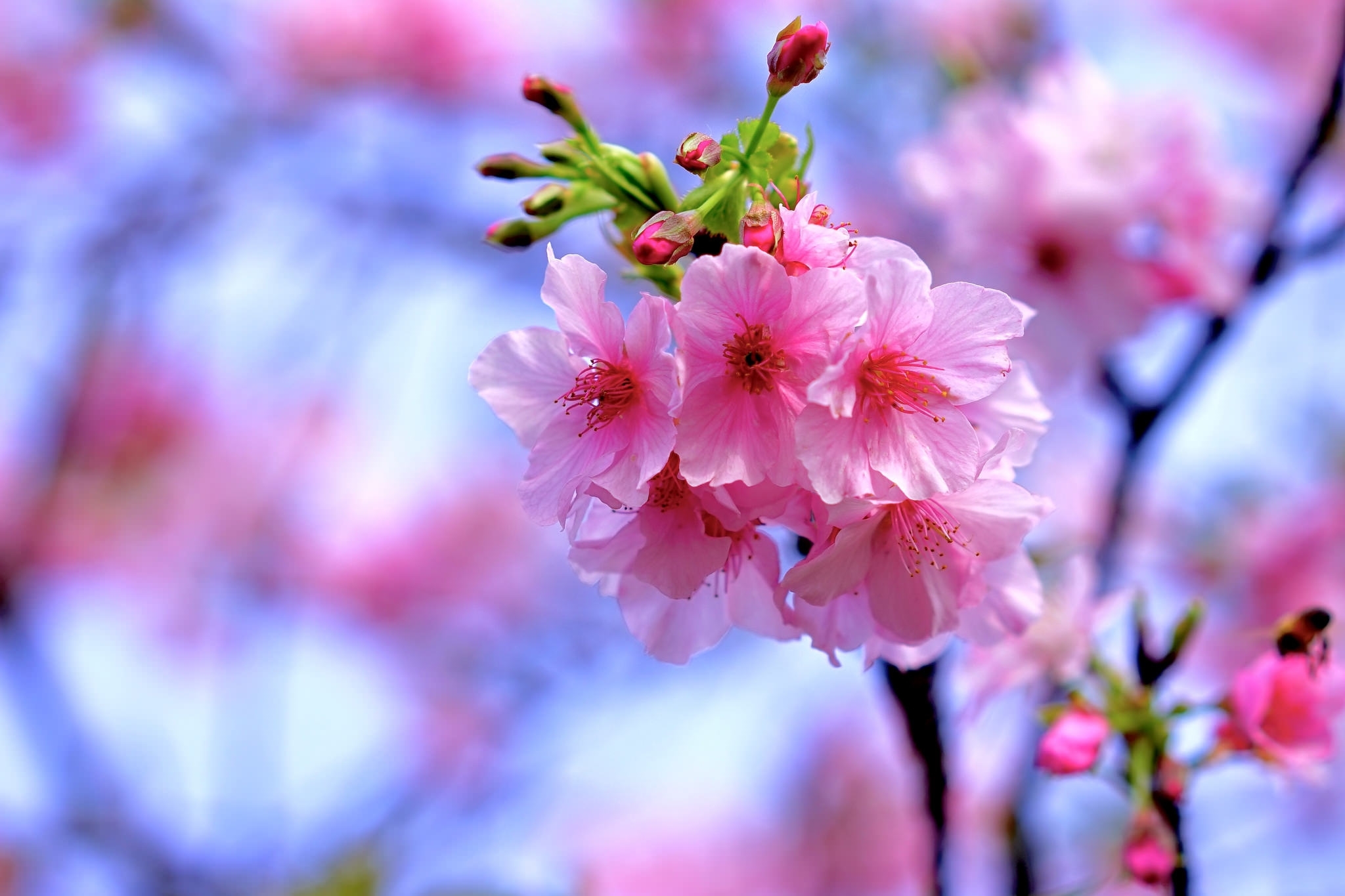 Download Close-up Pink Flower Flower Spring Nature Blossom HD Wallpaper