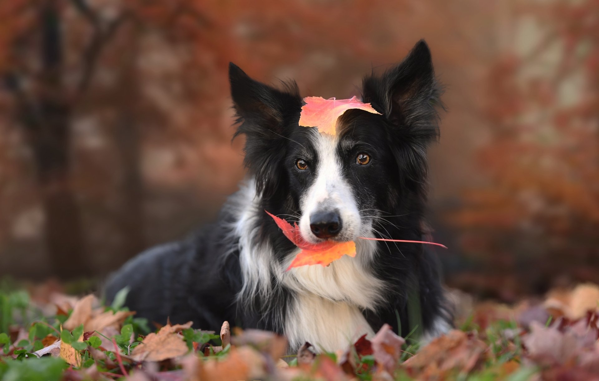 Download Leaf Fall Depth Of Field Dog Animal Border Collie 4k Ultra HD