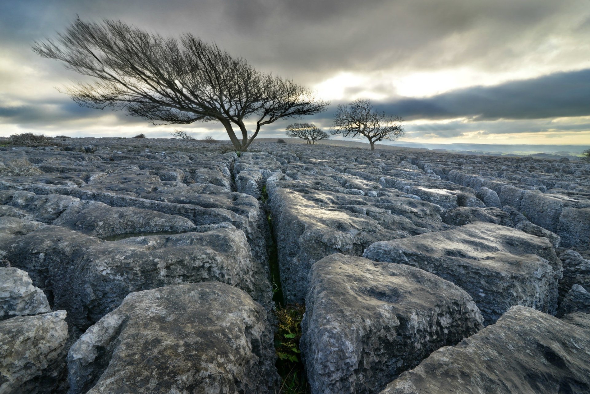 Download Nature Tree HD Wallpaper