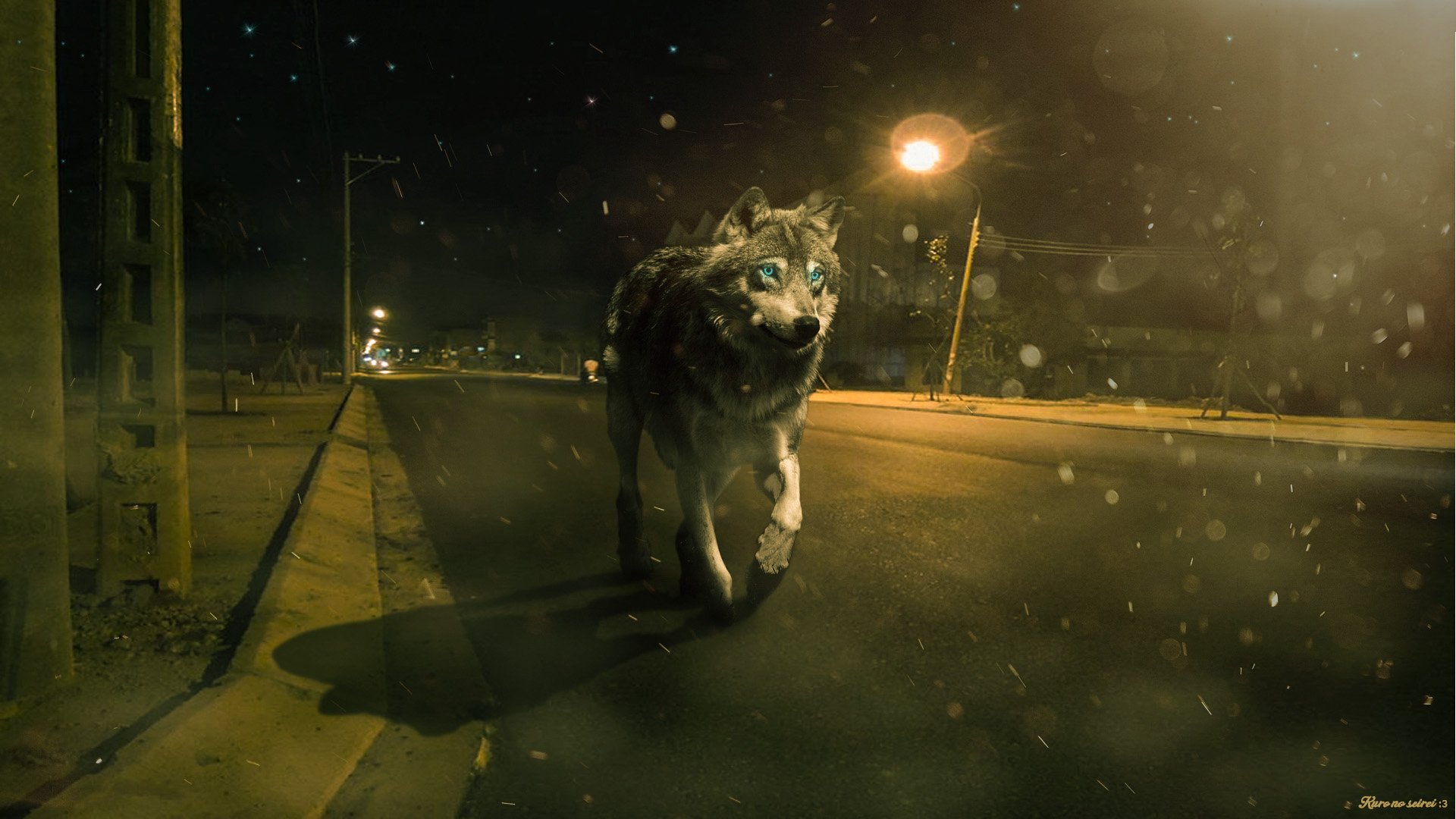 HD PC desktop wallpaper featuring a lone wolf walking on a dimly lit street at night, with a moody and atmospheric background.