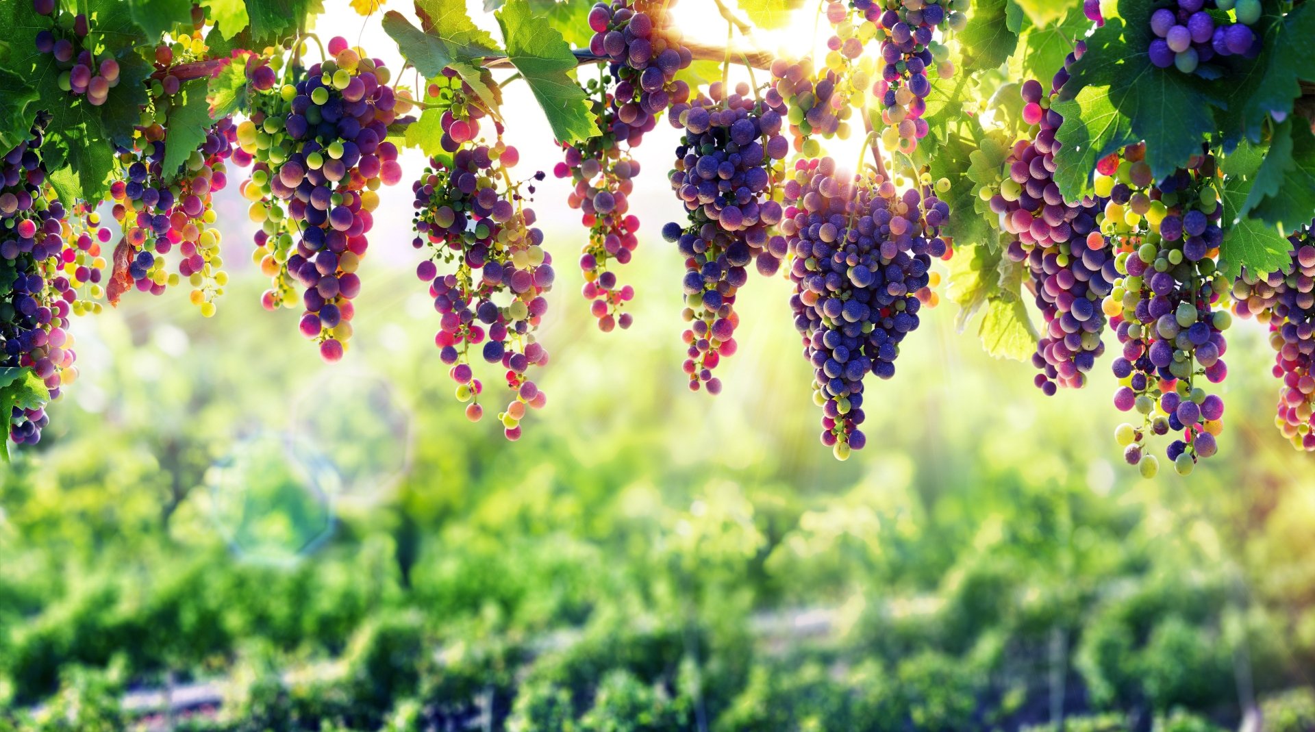 Sunny Vineyard Grapes - 4K Ultra HD Wallpaper