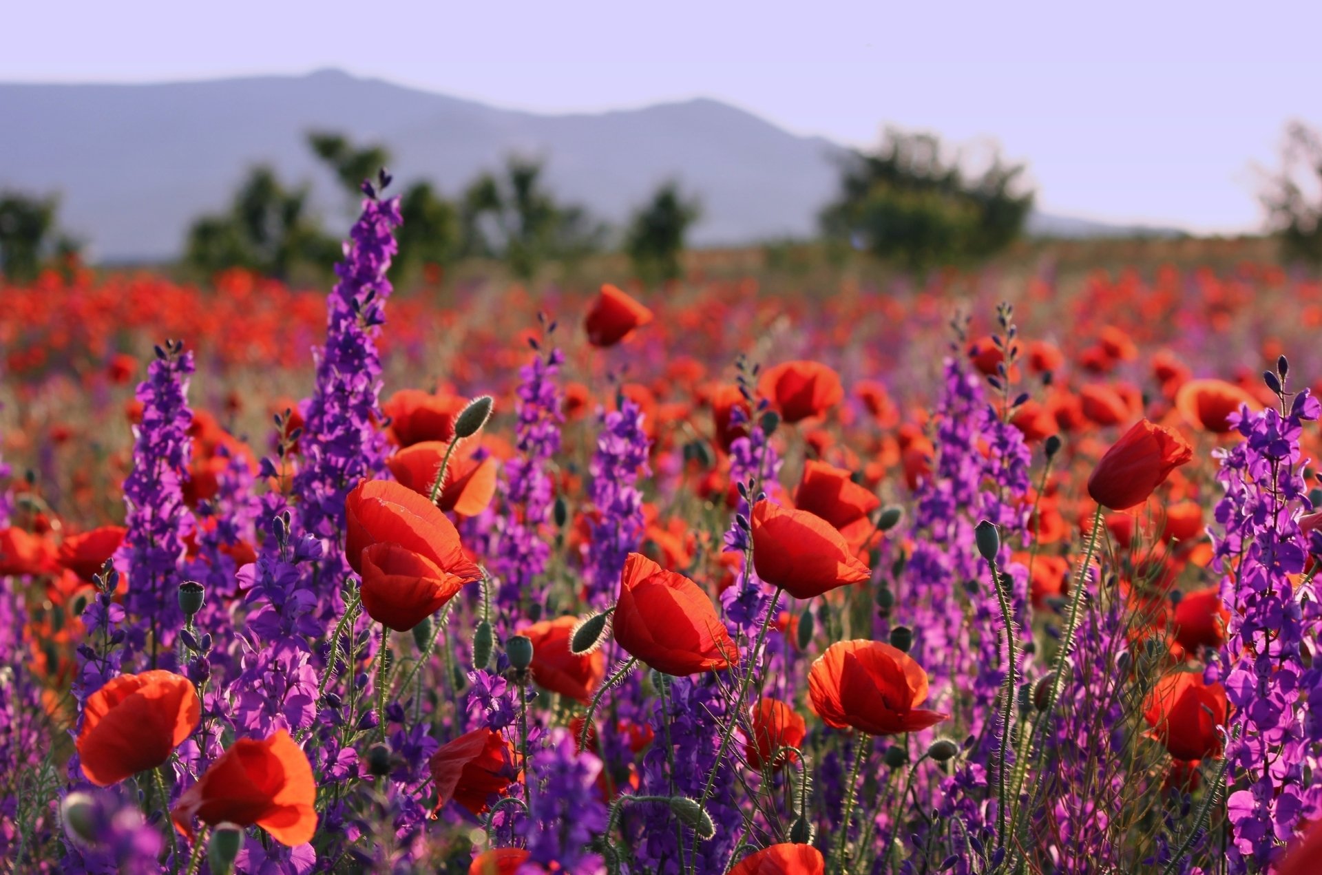 A vibrant HD desktop wallpaper featuring purple and red poppies in bloom, with a beautifully blurred depth of field, set in a serene summer nature landscape.