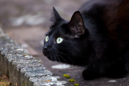 A black cat with glowing green eyes intently staring, captured in 4K Ultra HD as a PC desktop wallpaper and background.