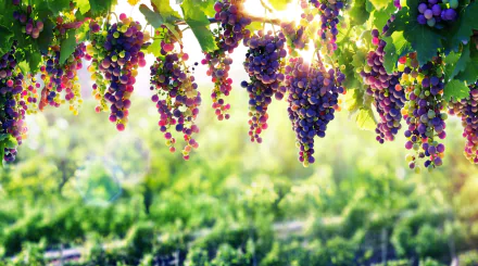 A sunny HD desktop wallpaper featuring a vibrant grapevine with clusters of grapes in focus, against a blurred, lush green background.