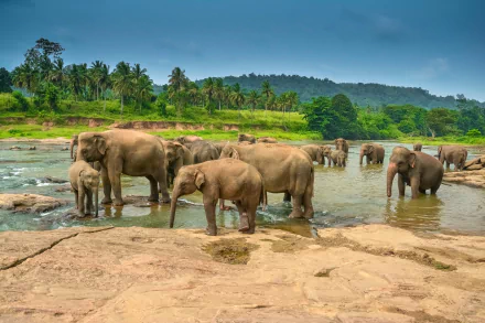 baby animal Animal Asian Elephant HD Desktop Wallpaper | Background Image