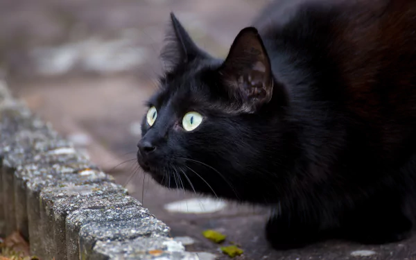 A black cat with glowing green eyes intently staring, captured in 4K Ultra HD as a PC desktop wallpaper and background.