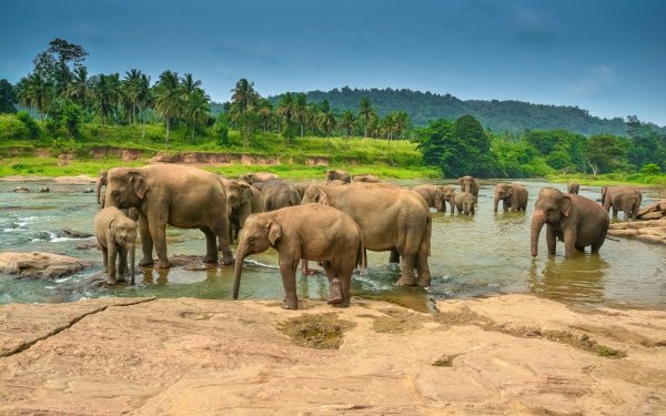 Animal Asian Elephant Elephants Baby Animal HD Wallpaper | Background Image