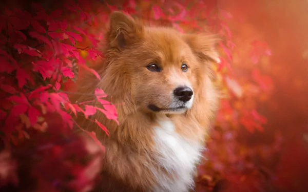 Eurasier dog with a spitz-type muzzle sits amid vibrant red fall leaves in this HD desktop wallpaper and background.
