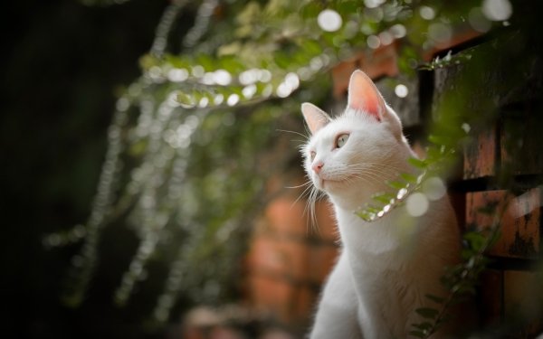 Animal Cat Cats Depth Of Field Bokeh HD Wallpaper | Background Image