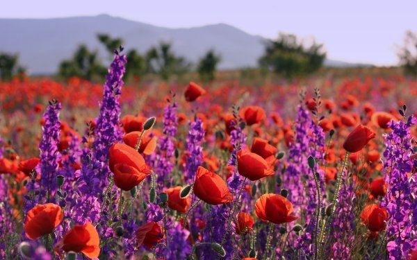 Earth Poppy Flowers Nature Flower Summer Depth Of Field Red Flower Purple Flower HD Wallpaper | Background Image