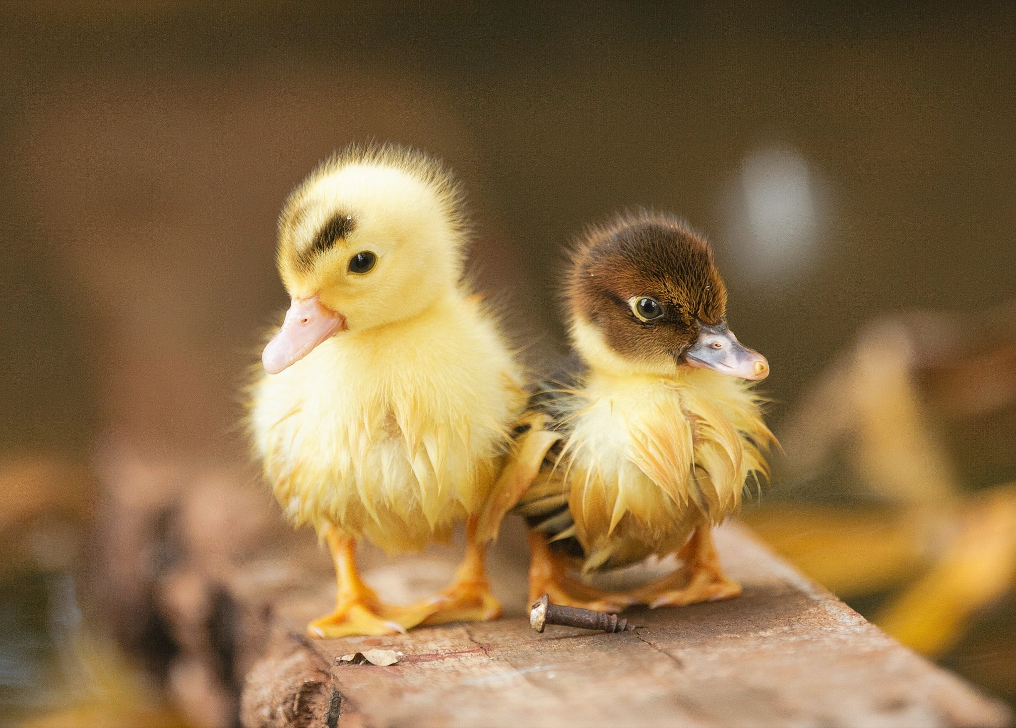 Download Baby Animal Cute Duckling Animal Duck HD Wallpaper