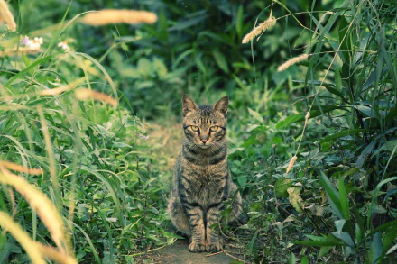 stare Animal cat HD Desktop Wallpaper | Background Image