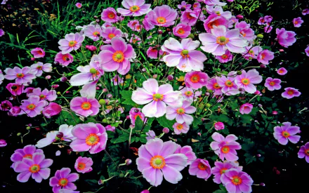  Pink Flowers