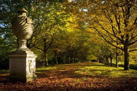 tree-lined tree photography park HD Desktop Wallpaper | Background Image