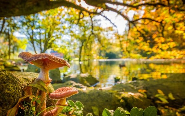 Earth Mushroom Lake Blur Bokeh Nature HD Wallpaper | Background Image