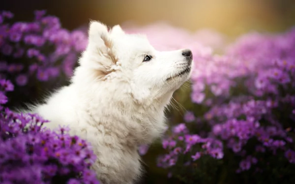 HD wallpaper of a Samoyed puppy surrounded by purple flowers, captured with a depth of field effect. The white fur contrasts beautifully with the vibrant floral background.