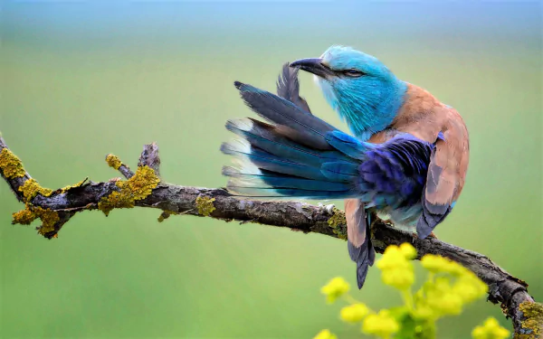  European Roller (coracias garrulus)