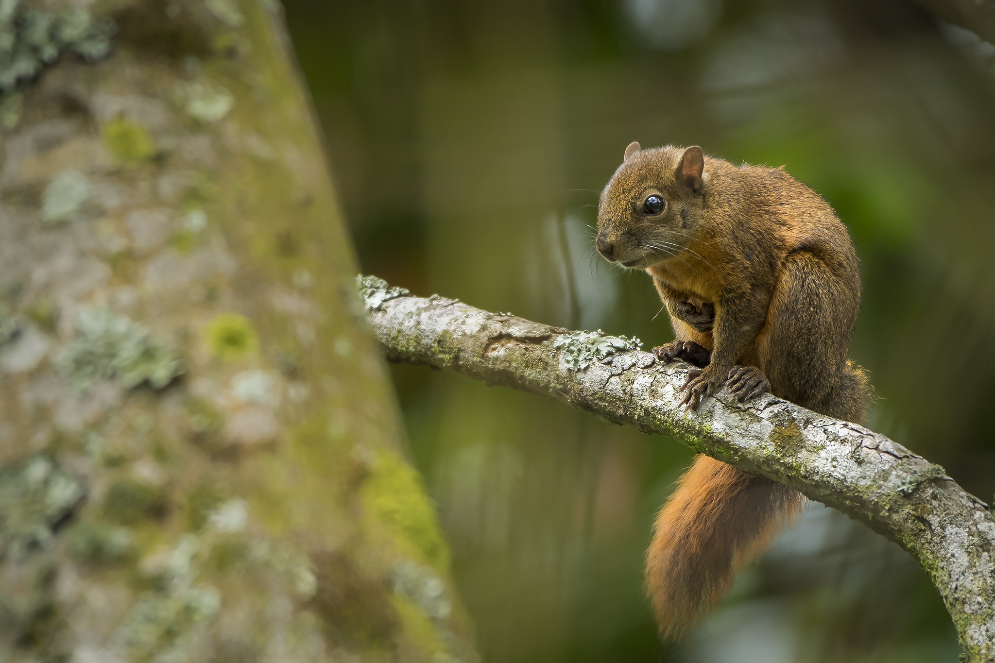 Download Rodent Animal Squirrel HD Wallpaper