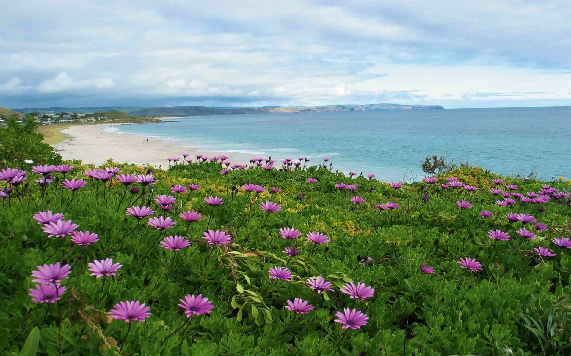 Flowers On Australian Beach Hd Wallpaper Background Image