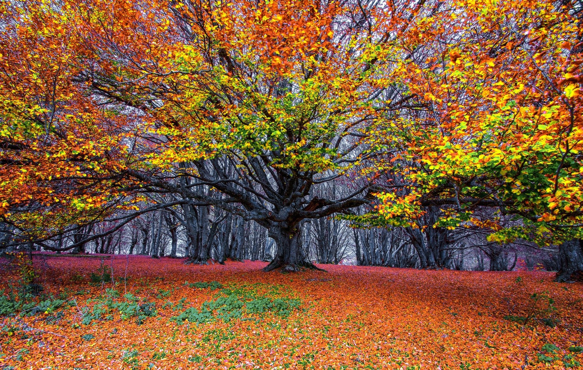 HD desktop wallpaper of a vibrant fall forest showcasing a large tree with colorful autumn leaves and a ground blanketed in orange foliage.