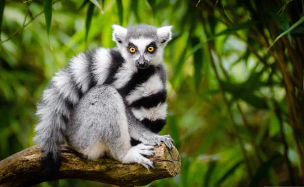 HD desktop wallpaper featuring a close-up of a ring-tailed lemur, a primate with striking black and white fur, perched on a branch against a lush green background.