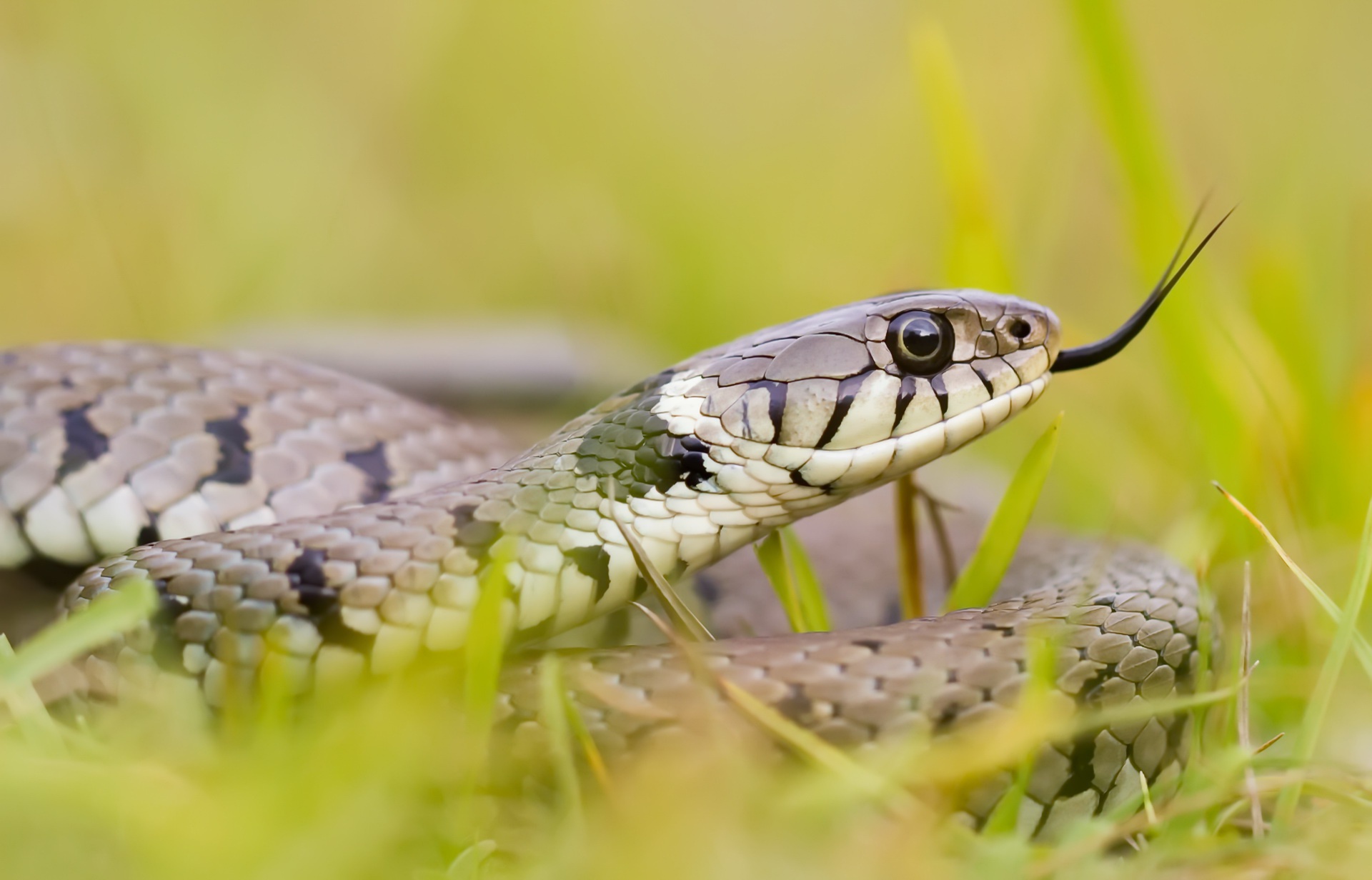 Animal Snake HD Wallpaper | Background Image