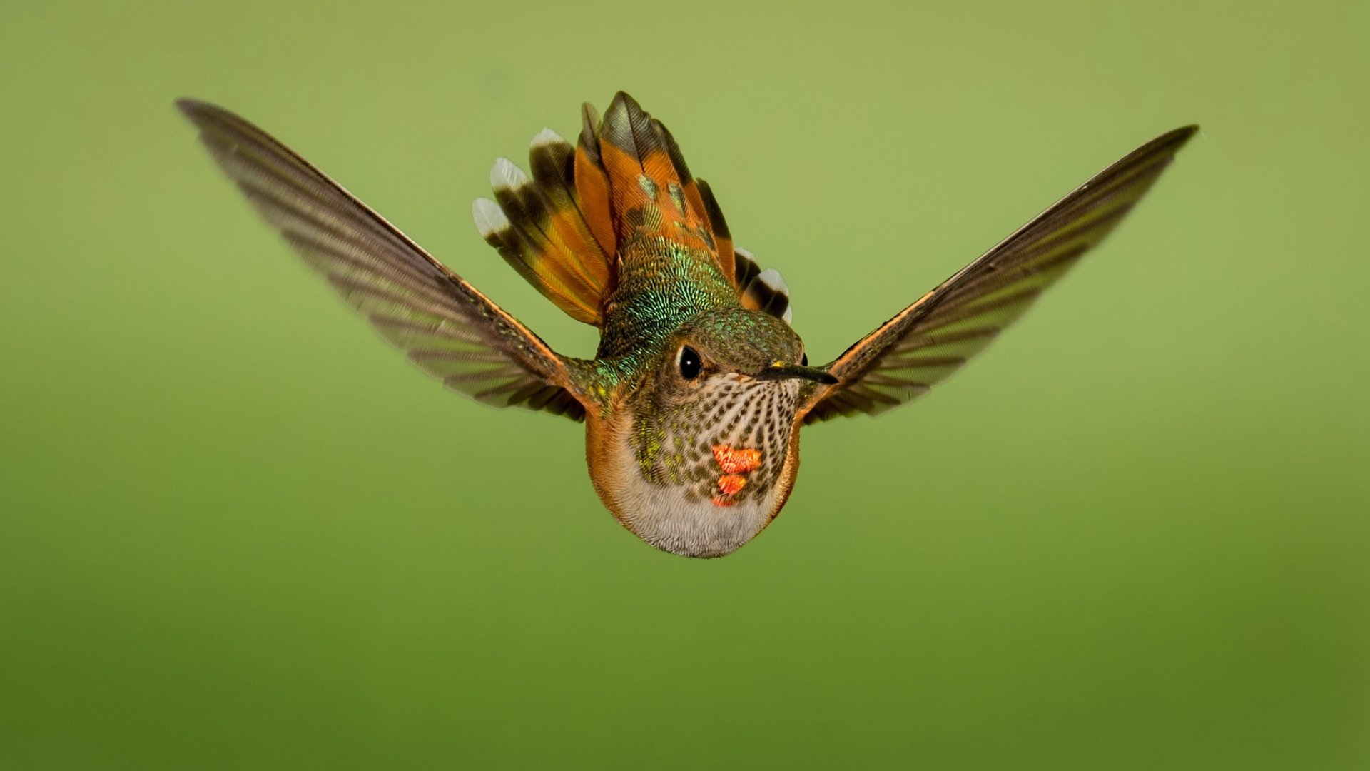 Stunning HD Hummingbird in Flight – Vibrant Bird Wallpaper