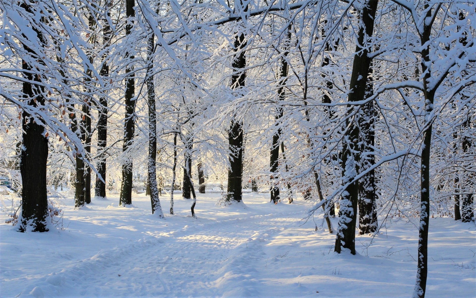 Download Snow Tree Forest Nature Winter Hd Wallpaper