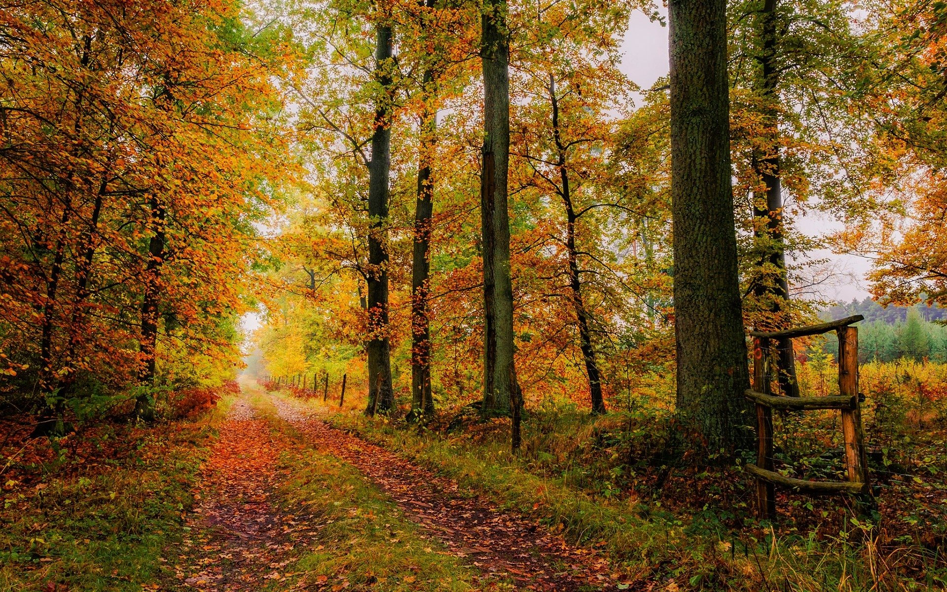 Path in Autumn Forest