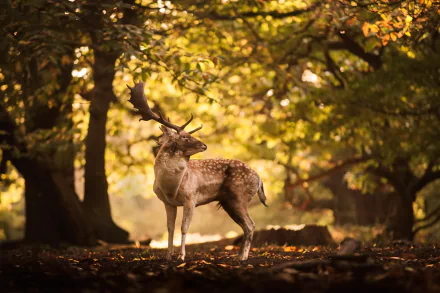 depth of field Animal deer HD Desktop Wallpaper | Background Image