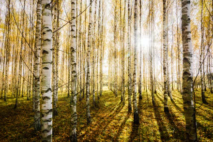 HD desktop wallpaper of a serene birch forest bathed in sunbeams, showcasing the natural beauty and tranquility of nature.