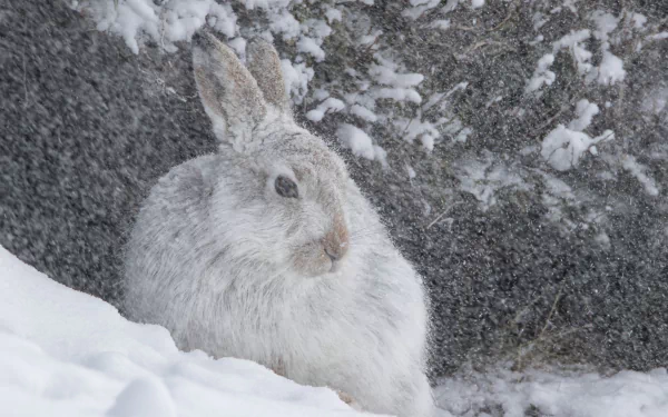 White hare huddled amid heavy snowfall by a snow-covered rock and pine, winter scene — HD PC desktop wallpaper.