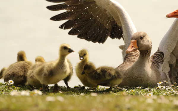 HD desktop wallpaper of a goose spreading its wings beside several fluffy baby goslings standing on grassy ground with small white flowers.