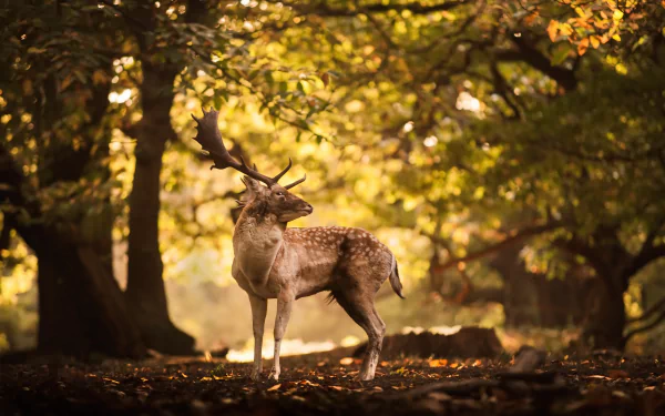 depth of field Animal deer HD Desktop Wallpaper | Background Image