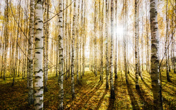 HD desktop wallpaper of a serene birch forest bathed in sunbeams, showcasing the natural beauty and tranquility of nature.