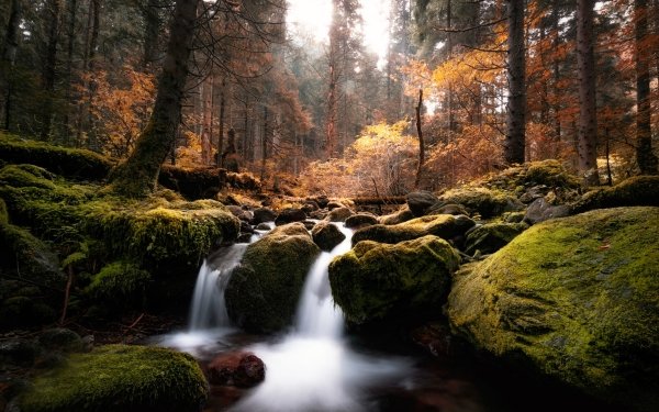 Earth Stream Nature Moss Forest Fall HD Wallpaper | Background Image