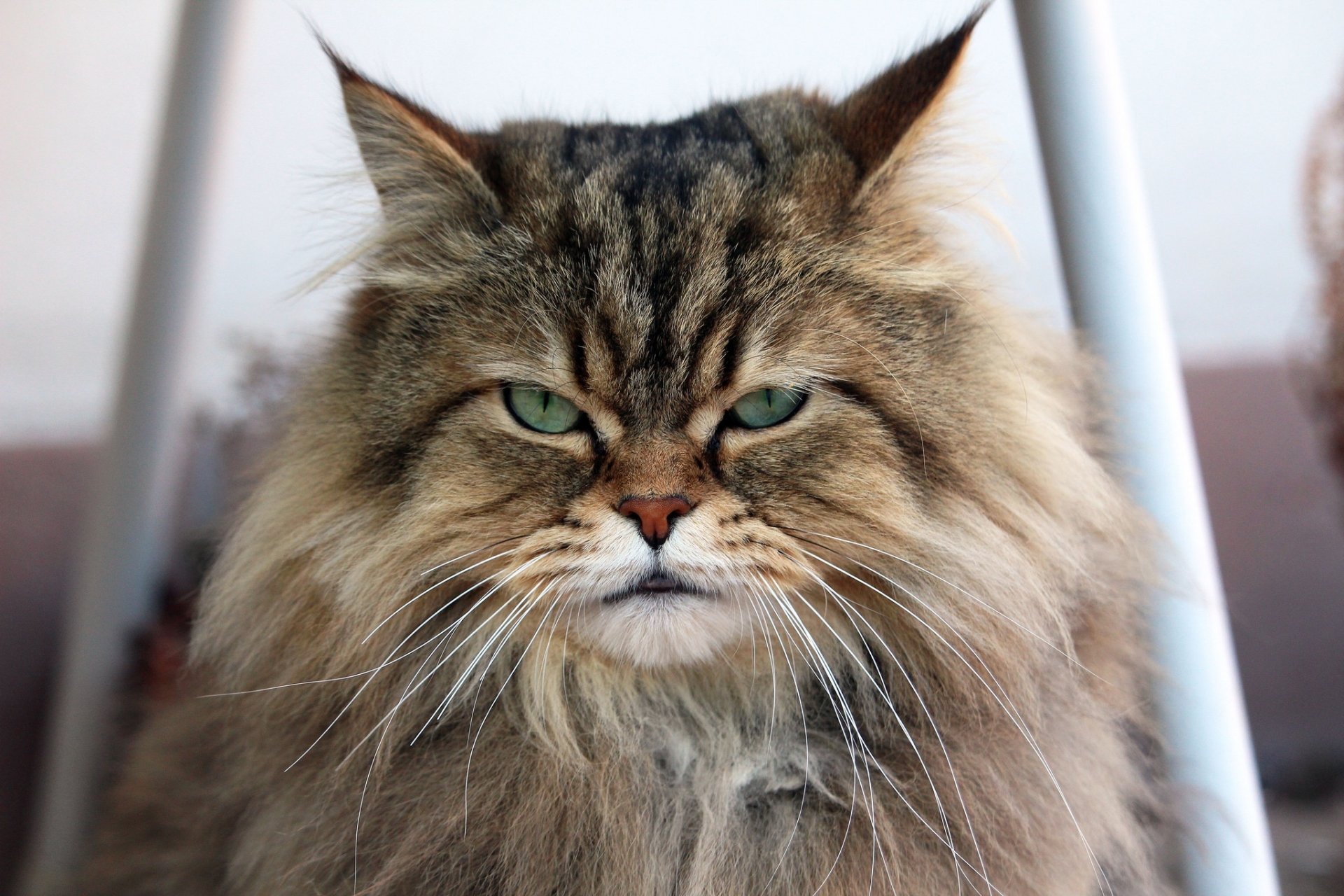 Close-up HD desktop wallpaper of a long-haired cat with piercing green eyes staring intently.