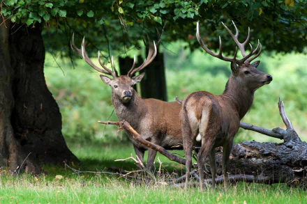  Two Bucks in the Forest