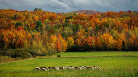 A vibrant autumn forest with colorful fall foliage borders a green field featuring haystacks under a cloudy sky, captured in HD as a desktop wallpaper background.