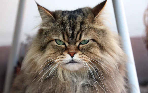 Close-up HD desktop wallpaper of a long-haired cat with piercing green eyes staring intently.