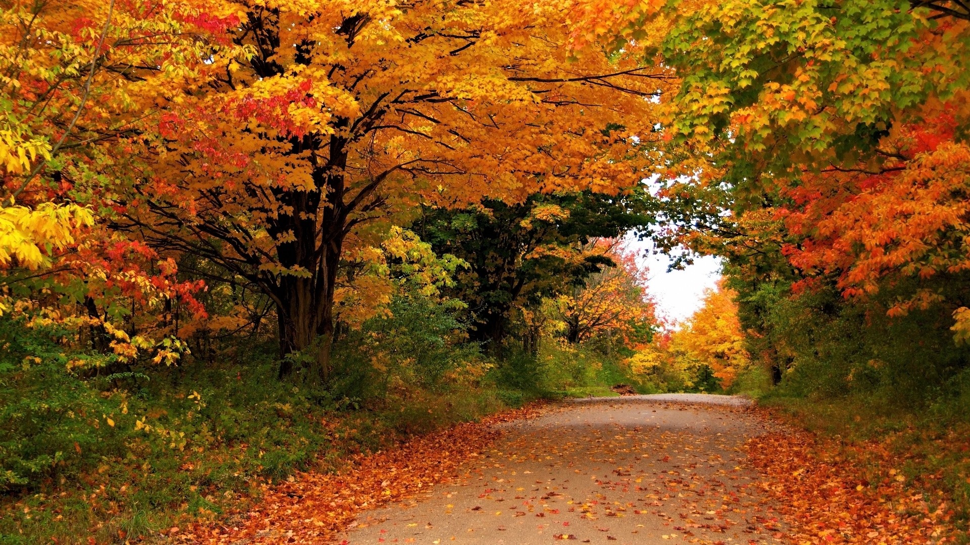 Bright Autumn Road Hd Wallpaper Background Image 1920x1080 Id 881509 Wallpaper Abyss